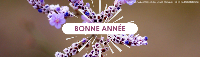 Visuel - Bonne année 2025