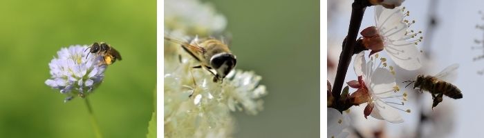 pollinisateurs 