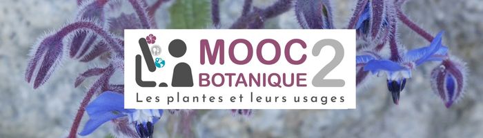 Bandeau MOOC Bota 2