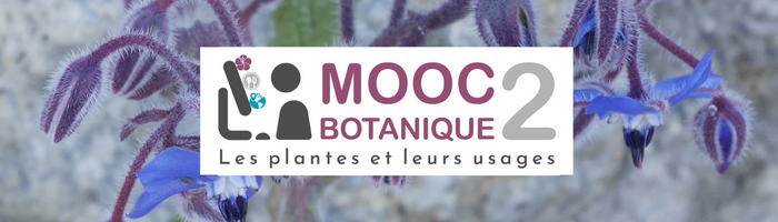 MOOC Botanique 2
