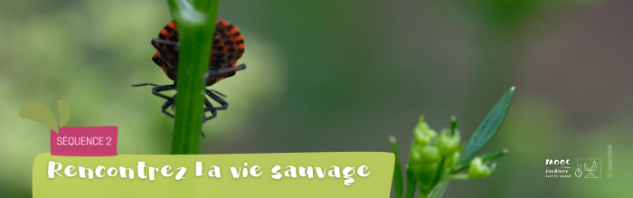 Séquence 2 : Rencontrez la vie sauvage