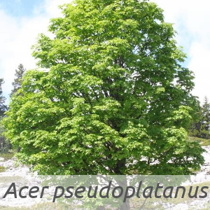 Acer pseudoplatanus par Marie PORTAS (cc by sa - Tela Botanica).jpg