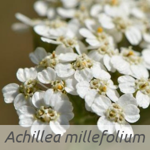 Achillea millefolium par Jean-Pascal MILCENT (cc by sa - Tela Botanica)