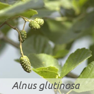 Alnus glutinosa par Jean-Pascal MILCENT (cc by sa - Tela Botanica)