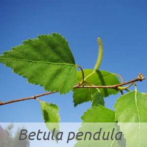 Betula pendula par Claude FIGUREAU (cc by sa - Tela Botanica)