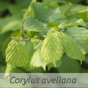 Corylus avellana par Claire SUTTER (cc by sa - Tela Botanica)