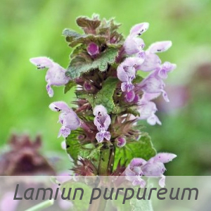 Lamium purpureum par Jacques MARÉCHAL (cc by sa - Tela Botanica)