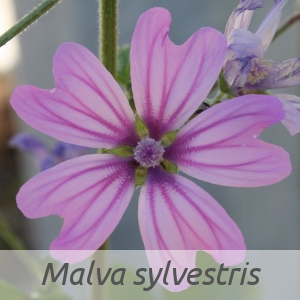 Malva sylvestris par Christophe BERNIER (cc by sa - Tela Botanica)