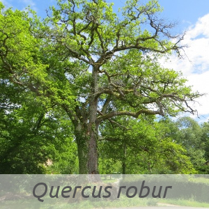 Quercus robur par Marie-France PETIBON (cc by sa - Tela Botanica)