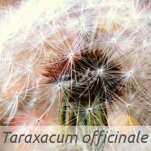 Taraxacum officinale par Giuseppe Rigucci (cc by sa - Tela Botanica)