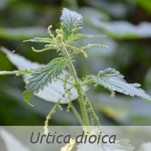 Urtica dioica par J LAUNAY (cc by sa - Tela Botanica)