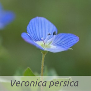Veronica persica par Éric LEGUAY (cc by sa - Tela Botanica)