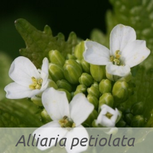 Alliaria petiolata par Hervé GOËAU (cc by sa - Tela Botanica)