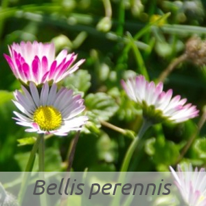 Bellis perennis par Daniel MATHIEU (cc by sa - Tela Botanica)