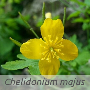 Chelidonium majus par Elise AVENAS (cc by sa - Tela Botanica)