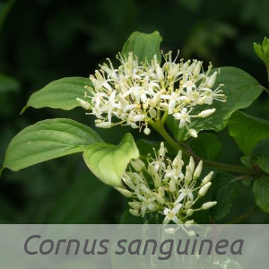 Cornus sanguinea par Jean-Jacques HOUDRÉ (cc by sa - Tela Botanica)