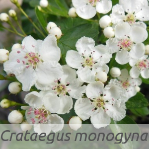 Crataegus monogyna par Dominique REMAUD (cc by sa - Tela Botanica)