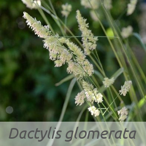 Dactylis glomerata par Michel PANSIOT (cc by sa - Tela Botanica)