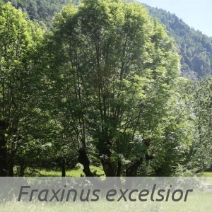 Fraxinus excelsior par Alain BESNARD (cc by sa - Tela Botanica)
