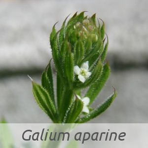 Galium aparine par Paul FABRE (cc by sa - Tela Botanica)