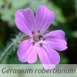 Geranium robertianum par Yoan MARTIN (cc by sa - Tela Botanica)