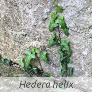 Hedera helix par Mickael BERROTARAN (cc by sa - Tela Botanica)
