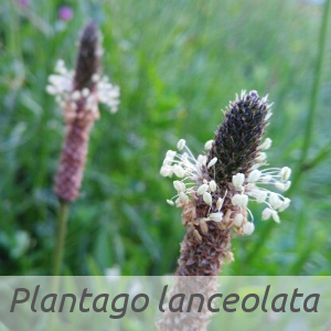 Plantago lanceolata par Muro ALFONSO (cc by sa - Tela Botanica)