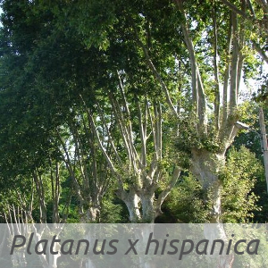 Platanus x hispanica par Paul FABRE (cc by sa - Tela Botanica)