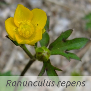 Ranunculus repens par Yoan MARTIN (cc by sa - Tela Botanica
