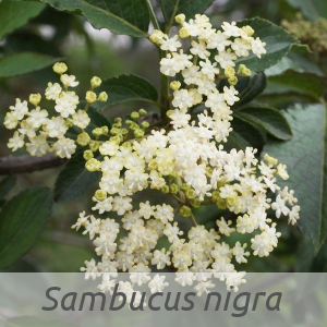 Sambucus nigra par Liliane ROUBAUDI (cc by sa - Tela Botanica)