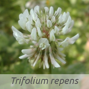 Trifolium repens par Augustin ROCHE (cc by sa - Tela Botanica)