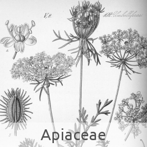 asteraceae (cc by sa - Wikipedia)